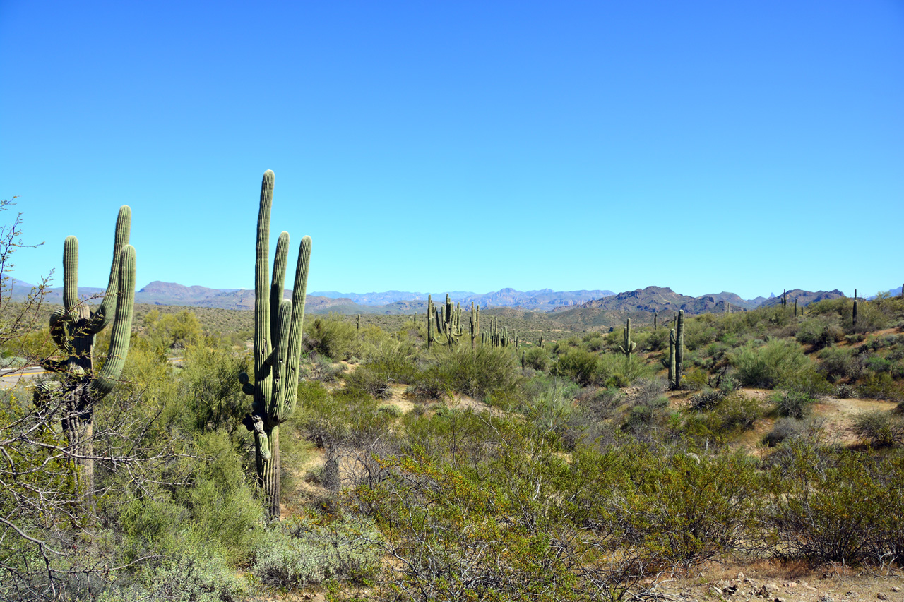 2015-03-25, 015, Saguaro Lake, Tonto NF, AZ