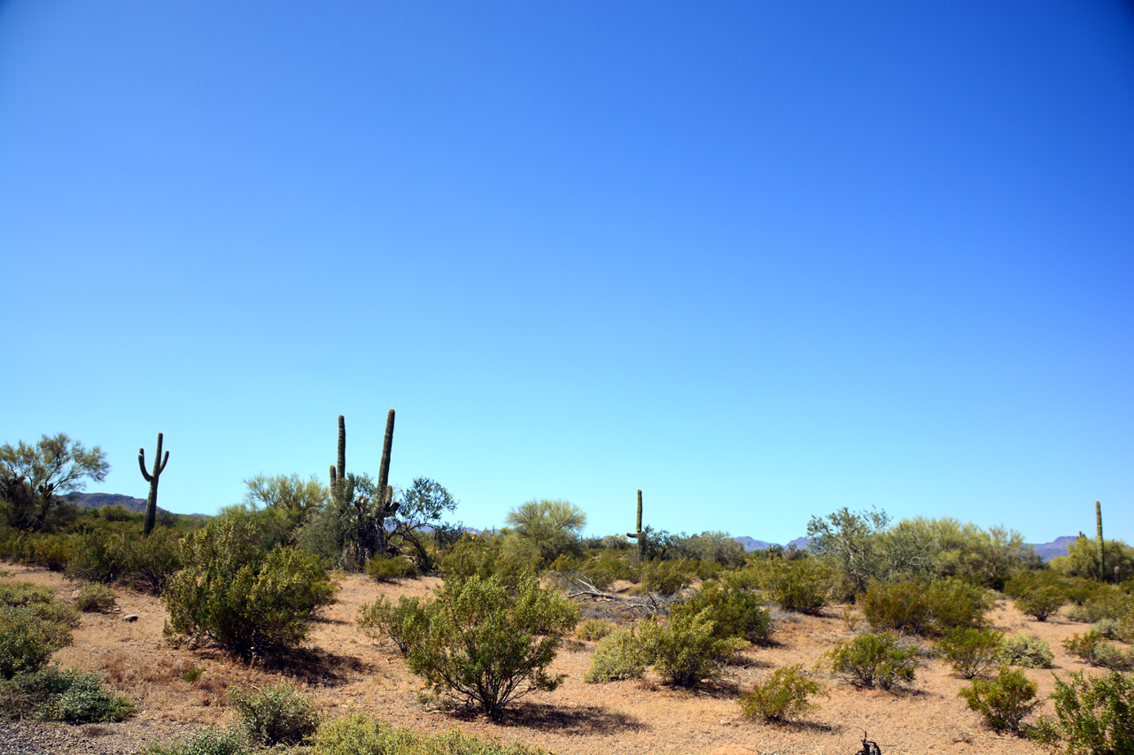 2015-04-08, 004, Ajo Mtn, Dr, Organ Pipe Cactus NP, AZ