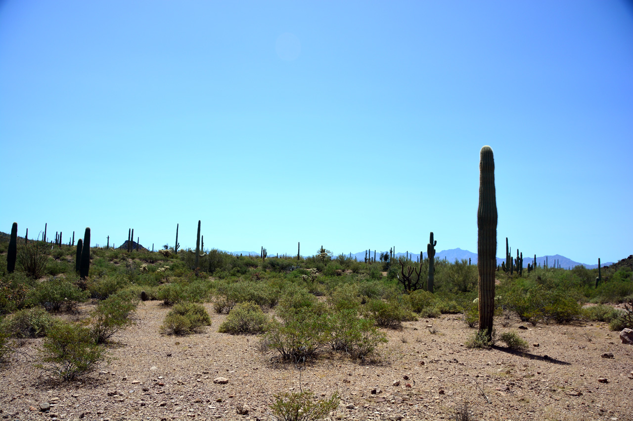 2015-04-08, 008, Ajo Mtn, Dr, Organ Pipe Cactus NP, AZ