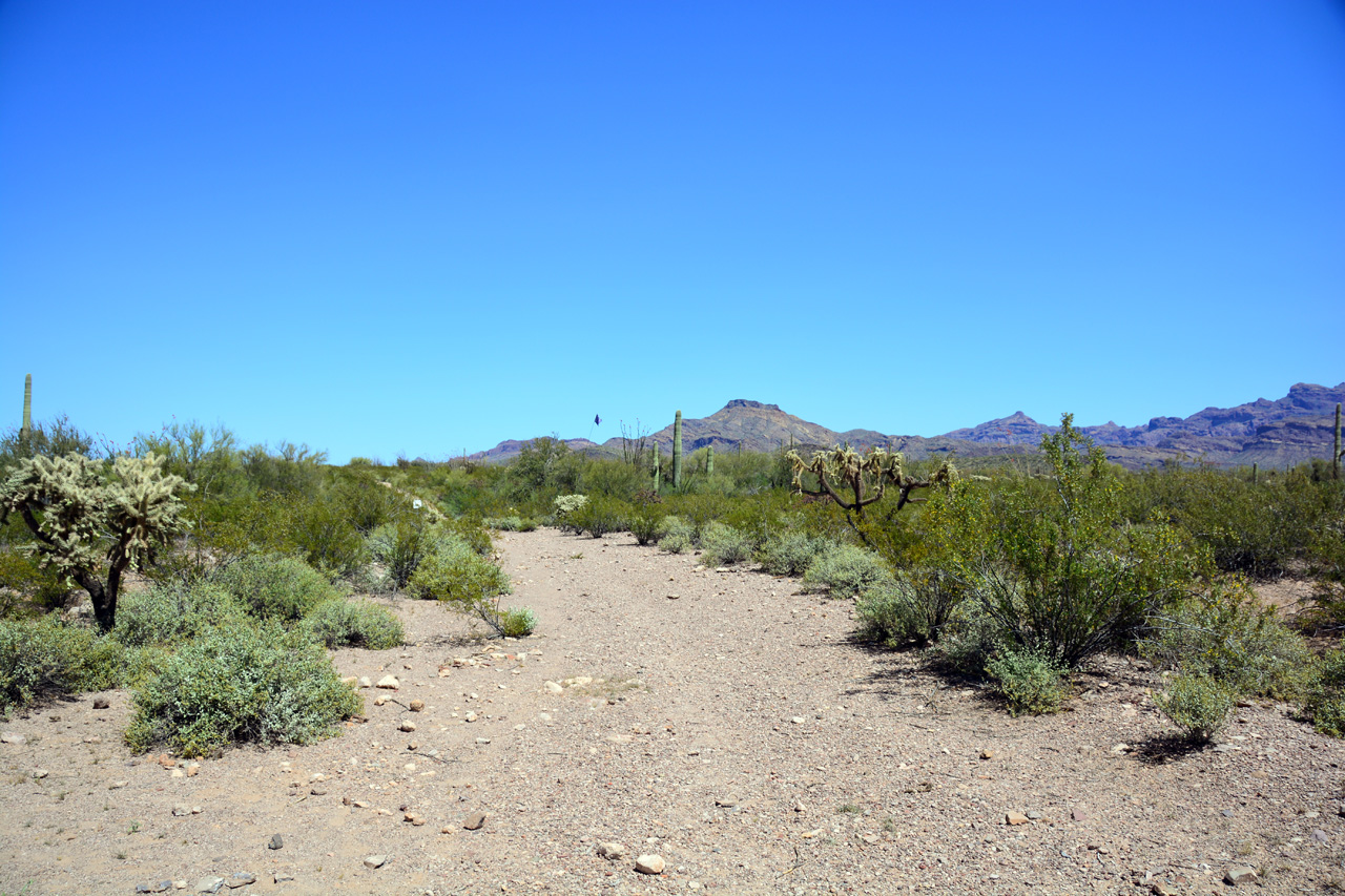 2015-04-08, 010, Ajo Mtn, Dr, Organ Pipe Cactus NP, AZ