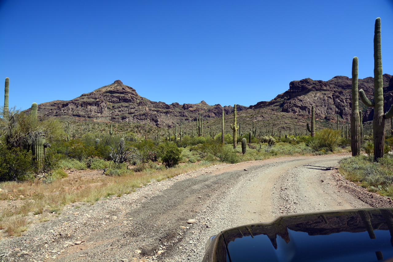 2015-04-08, 019, Ajo Mtn, Dr, Organ Pipe Cactus NP, AZ