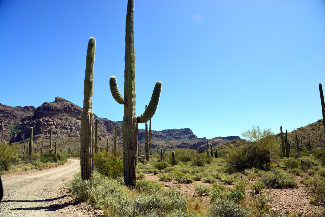 2015-04-08, 021, Ajo Mtn, Dr, Organ Pipe Cactus NP, AZ