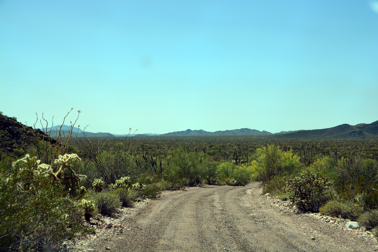 2015-04-08, 035, Ajo Mtn, Dr, Organ Pipe Cactus NP, AZ