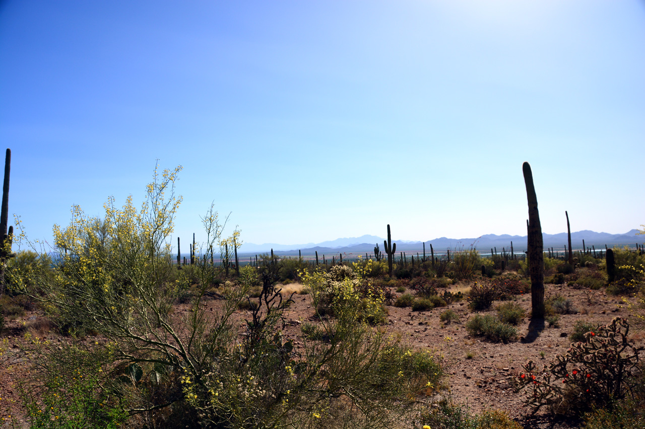 2015-04-08, 002, Hohokam Rd, Saguaro NP, AZ