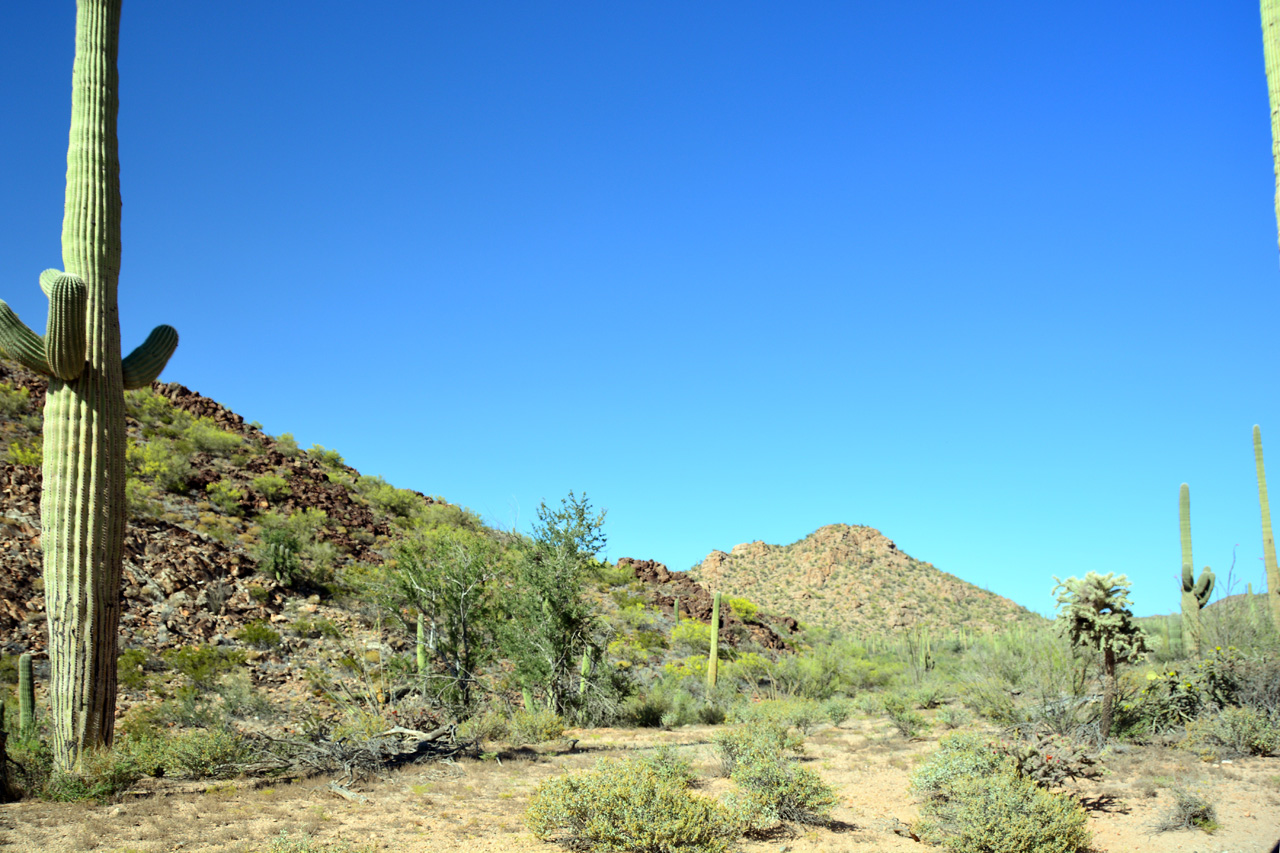 2015-04-08, 004, Hohokam Rd, Saguaro NP, AZ