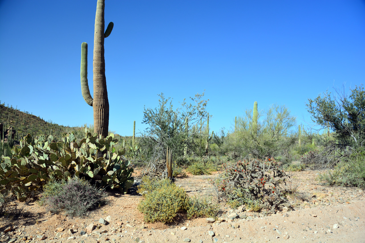 2015-04-08, 006, Hohokam Rd, Saguaro NP, AZ