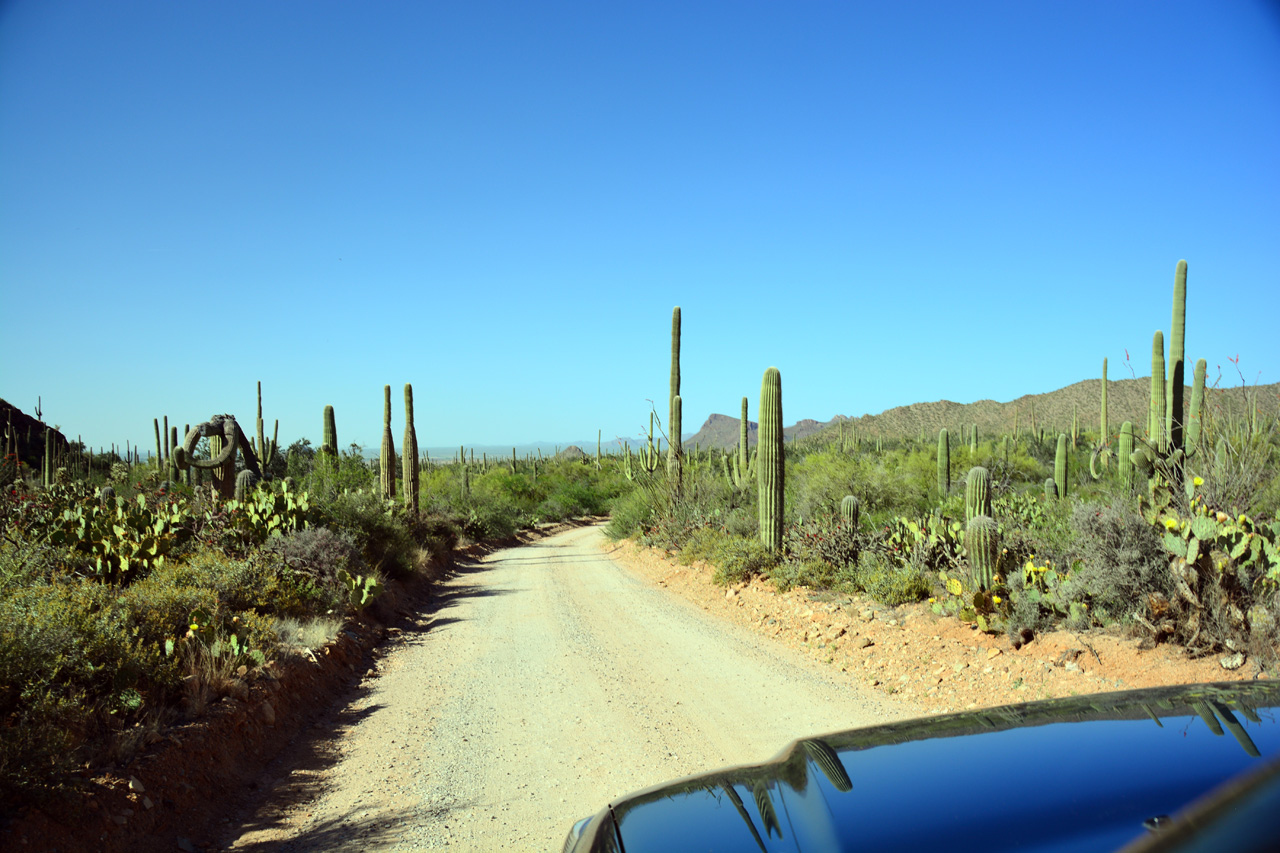 2015-04-08, 010, Hohokam Rd, Saguaro NP, AZ