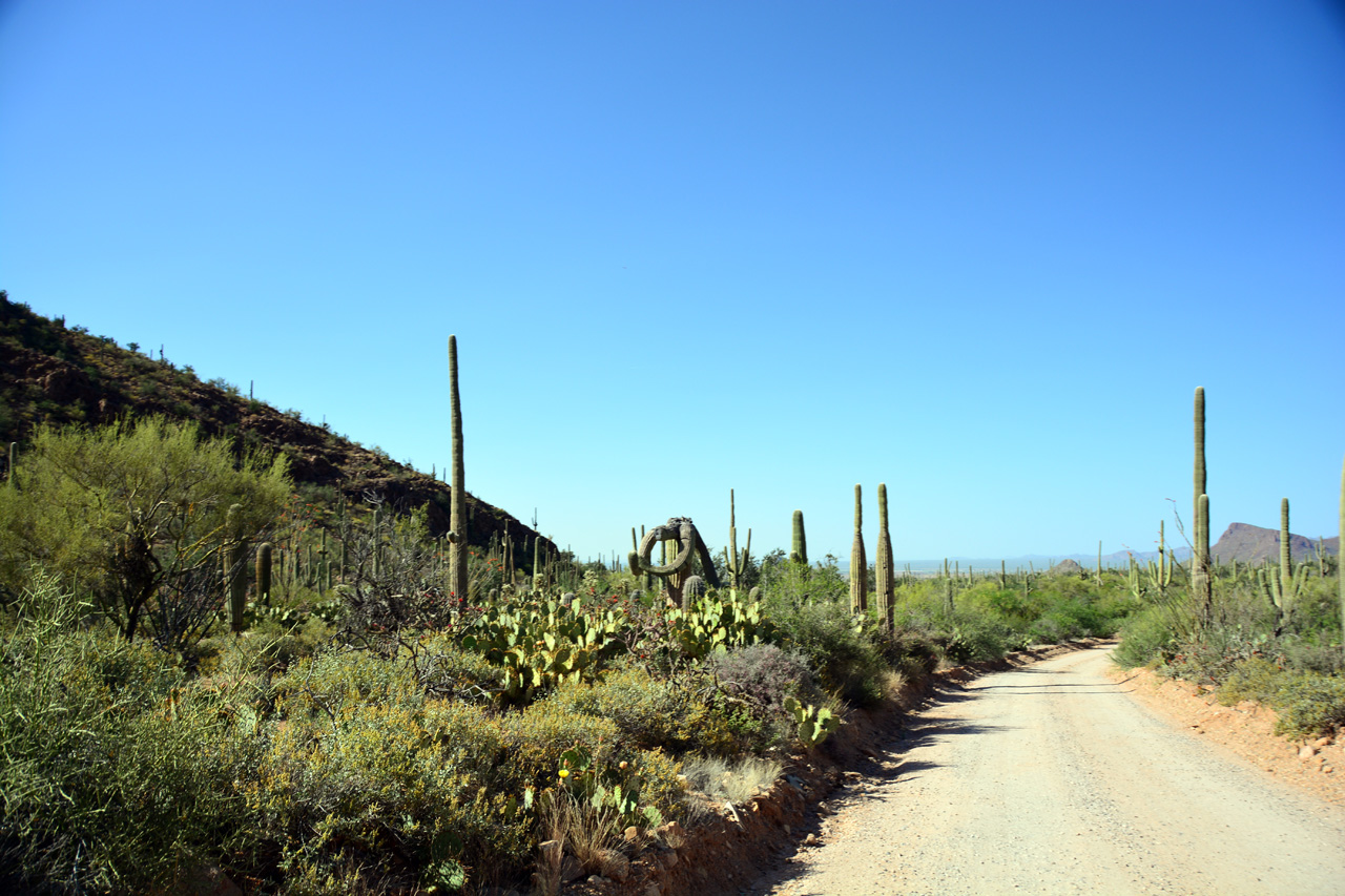 2015-04-08, 011, Hohokam Rd, Saguaro NP, AZ