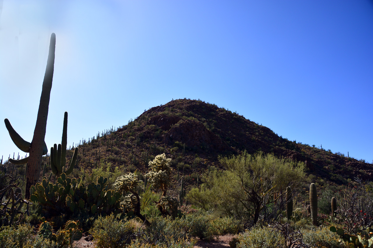 2015-04-08, 012, Hohokam Rd, Saguaro NP, AZ