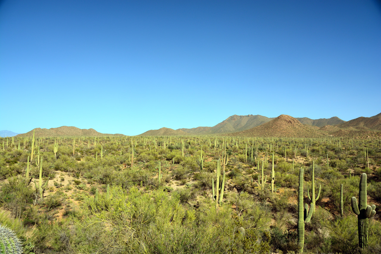 2015-04-08, 018, Hohokam Rd, Saguaro NP, AZ