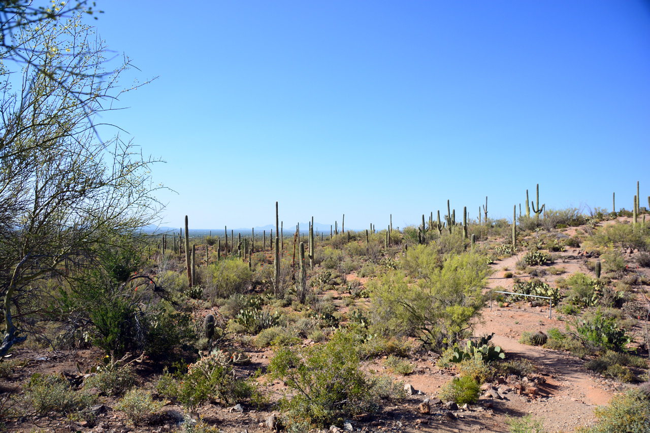 2015-04-08, 027, Hohokam Rd, Saguaro NP, AZ