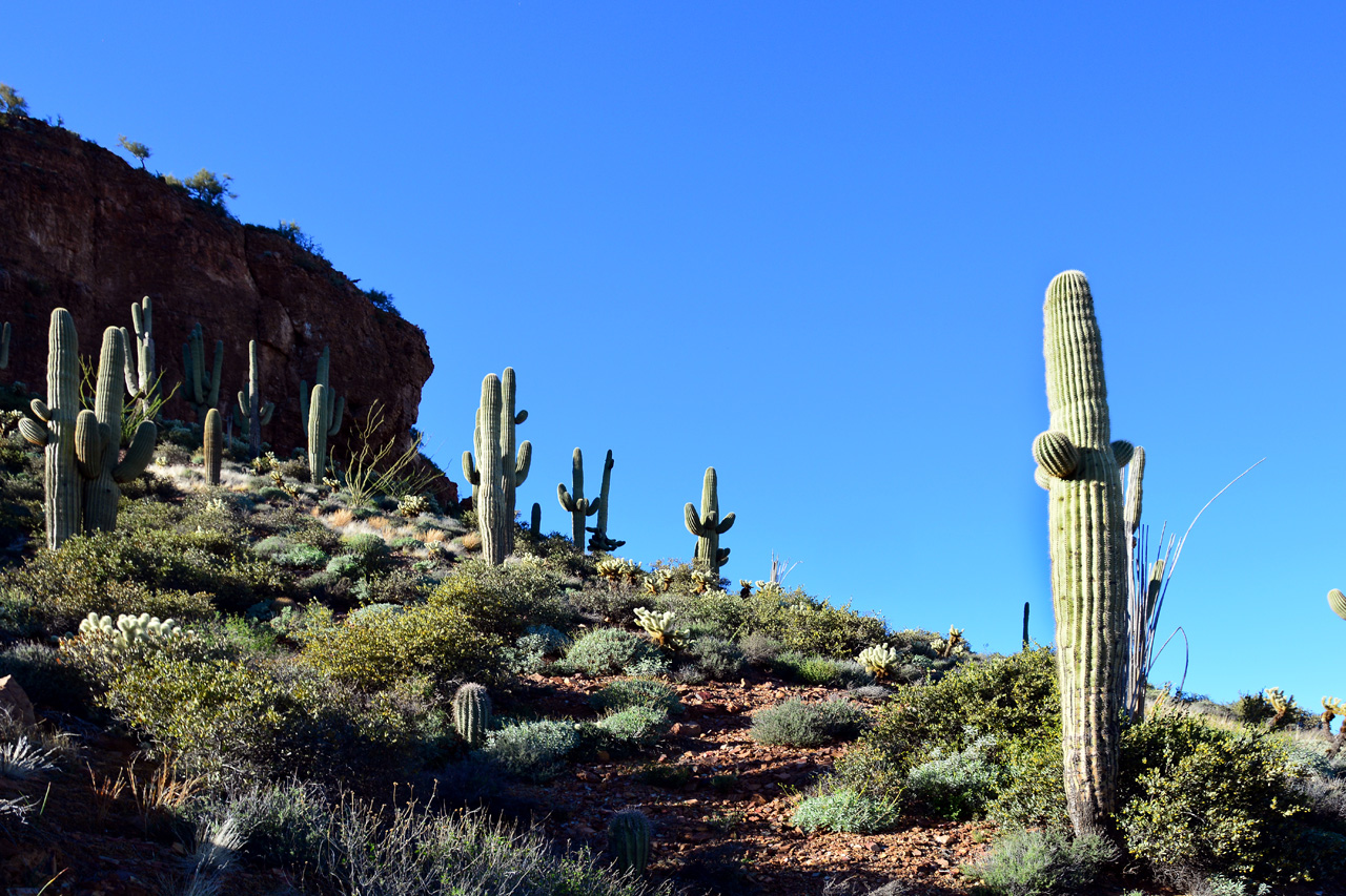 2016-02-17, 035, Tonto NM, AZ