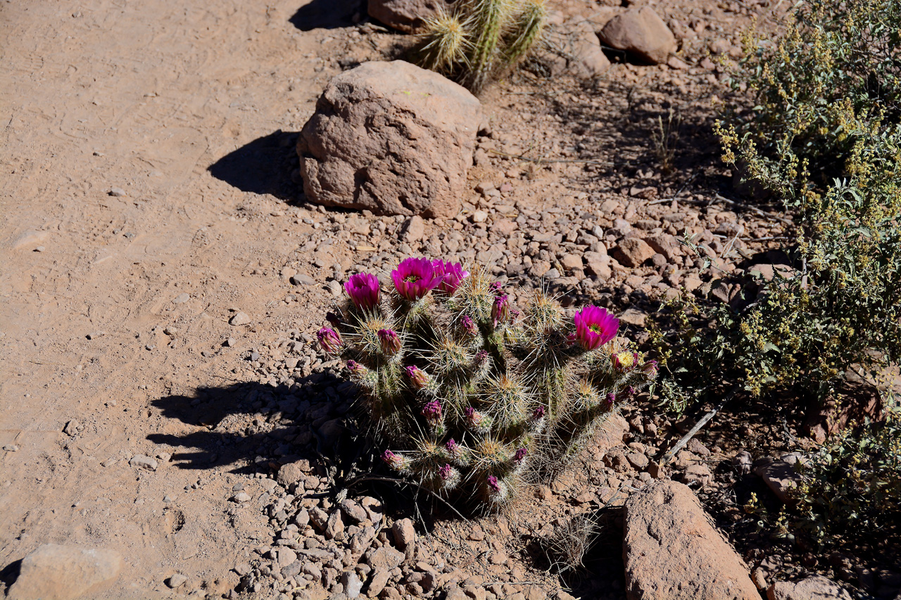 2016-03-24, 016, Hieroglyphic Trail, Tonto NF, AZ