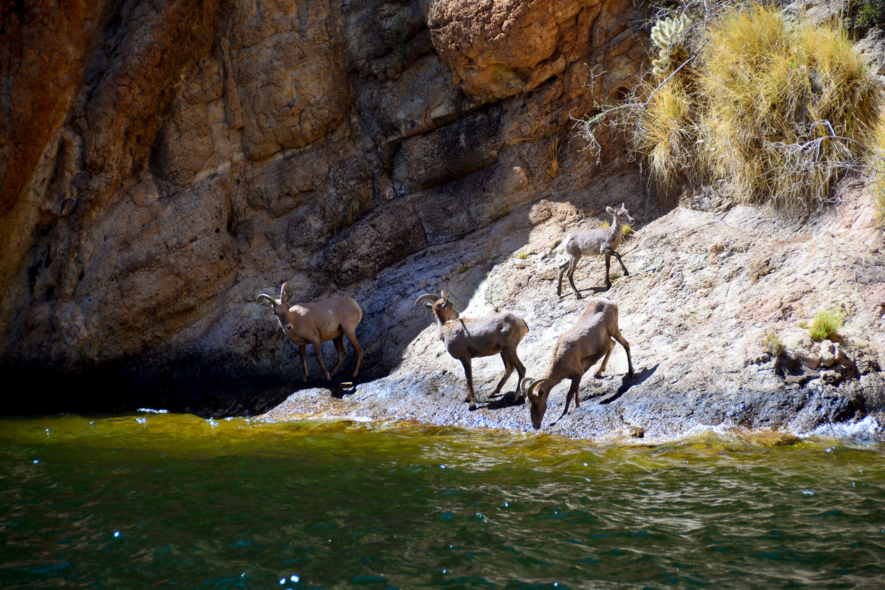 2016-04-09, 019, Canyon Lake on the Dolly Steamboat