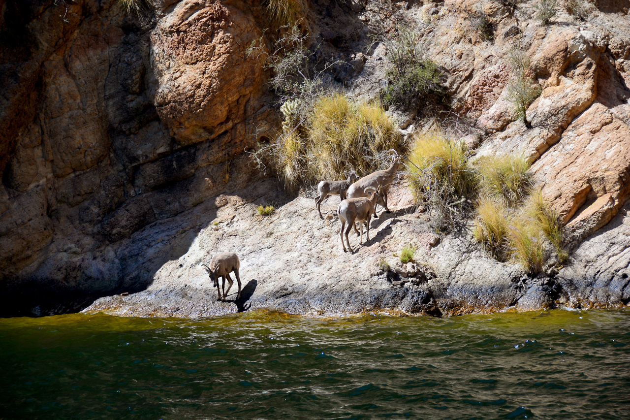 2016-04-09, 020, Canyon Lake on the Dolly Steamboat