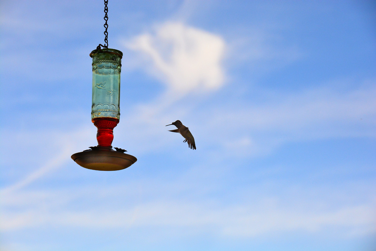 2015-10-30, 001, My Humming Bird Feeder