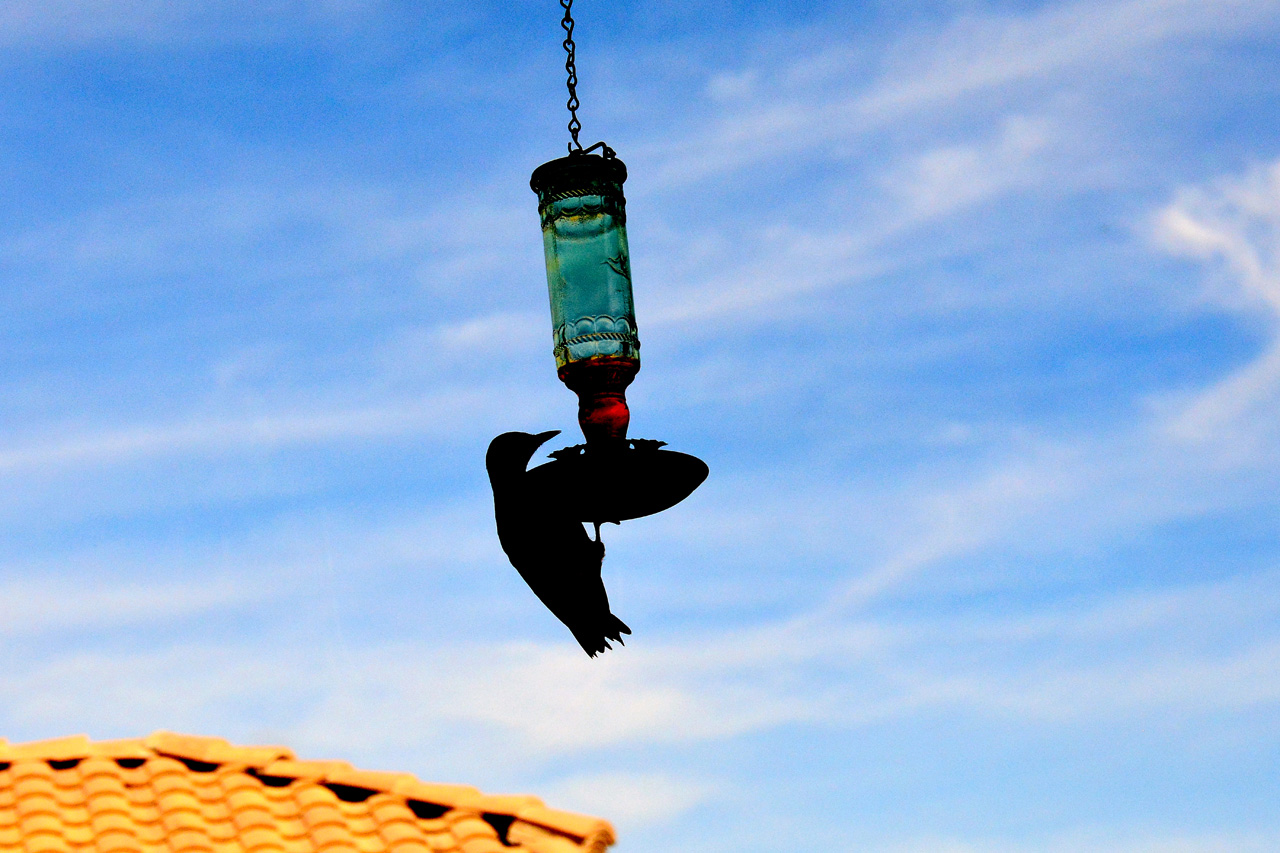 2015-10-30, 017, My Humming Bird Feeder