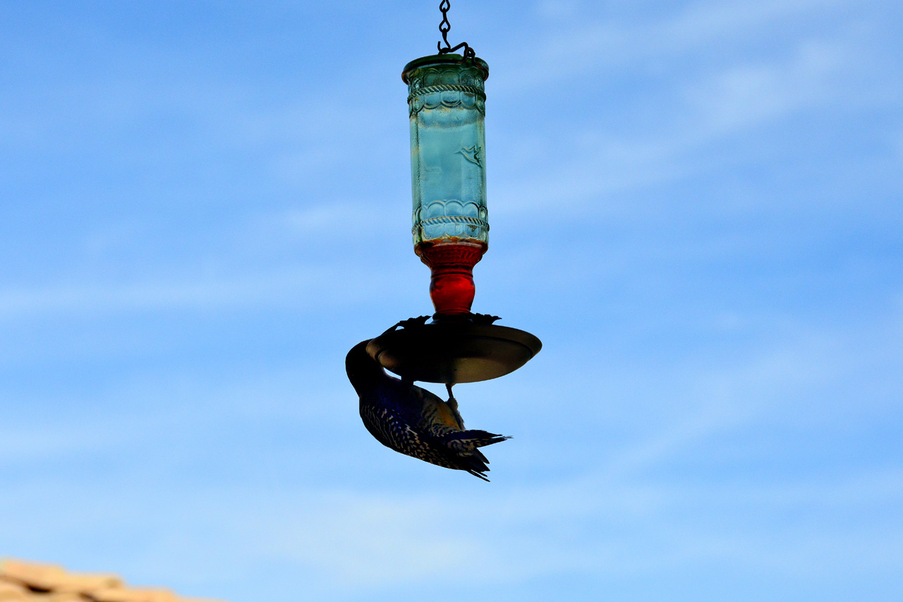 2015-10-30, 018, My Humming Bird Feeder