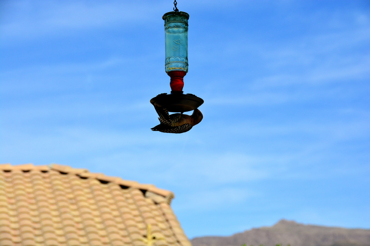 2015-10-30, 019, My Humming Bird Feeder