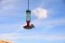 2015-10-30, 004, My Humming Bird Feeder