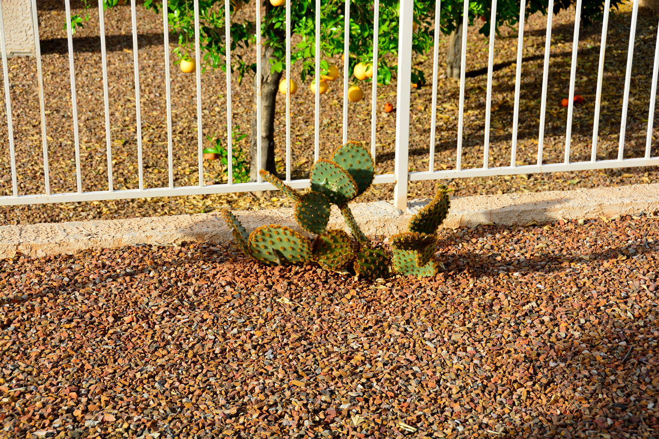 2016-03-21, 004, Cactus alone Rear Fence