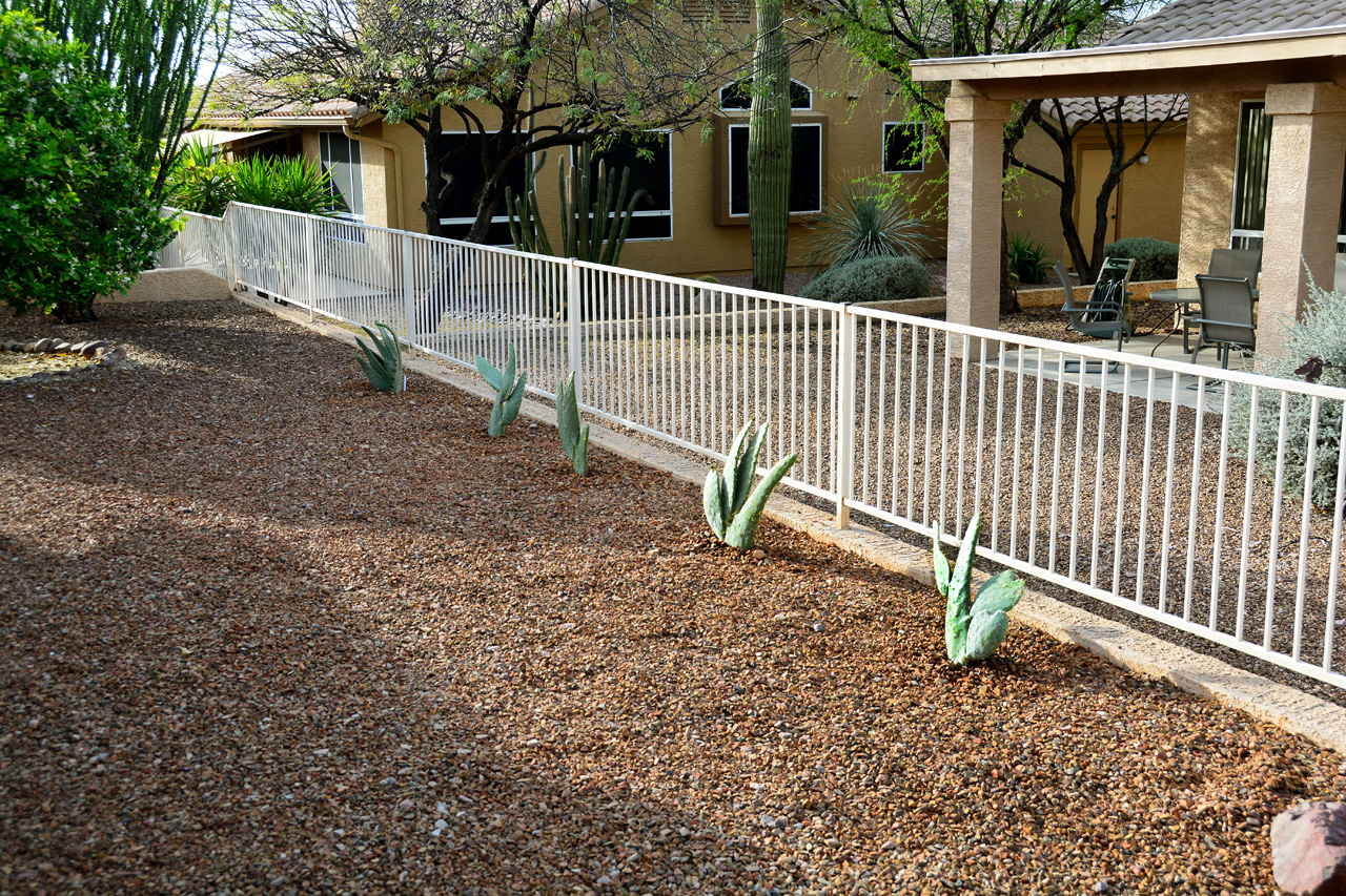 2016-03-21, 005, Cactus alone Rear Fence