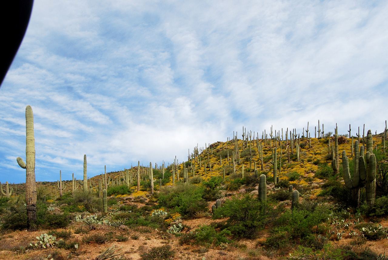 2017-04-13, 006, Montana Mtn Trail, AZ