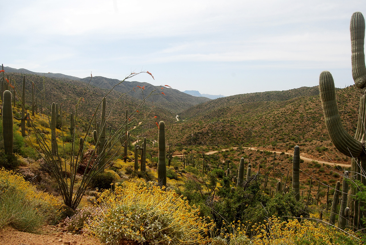 2017-04-13, 008, Montana Mtn Trail, AZ