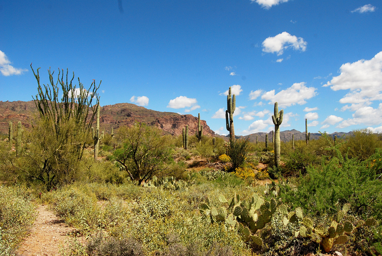 2017-03-28, 008, Trail off Peralta Road, AZ