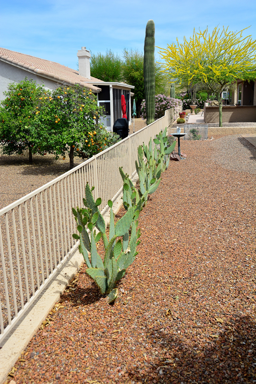 2018-04-10, 003, Cactus alone Rear Fence