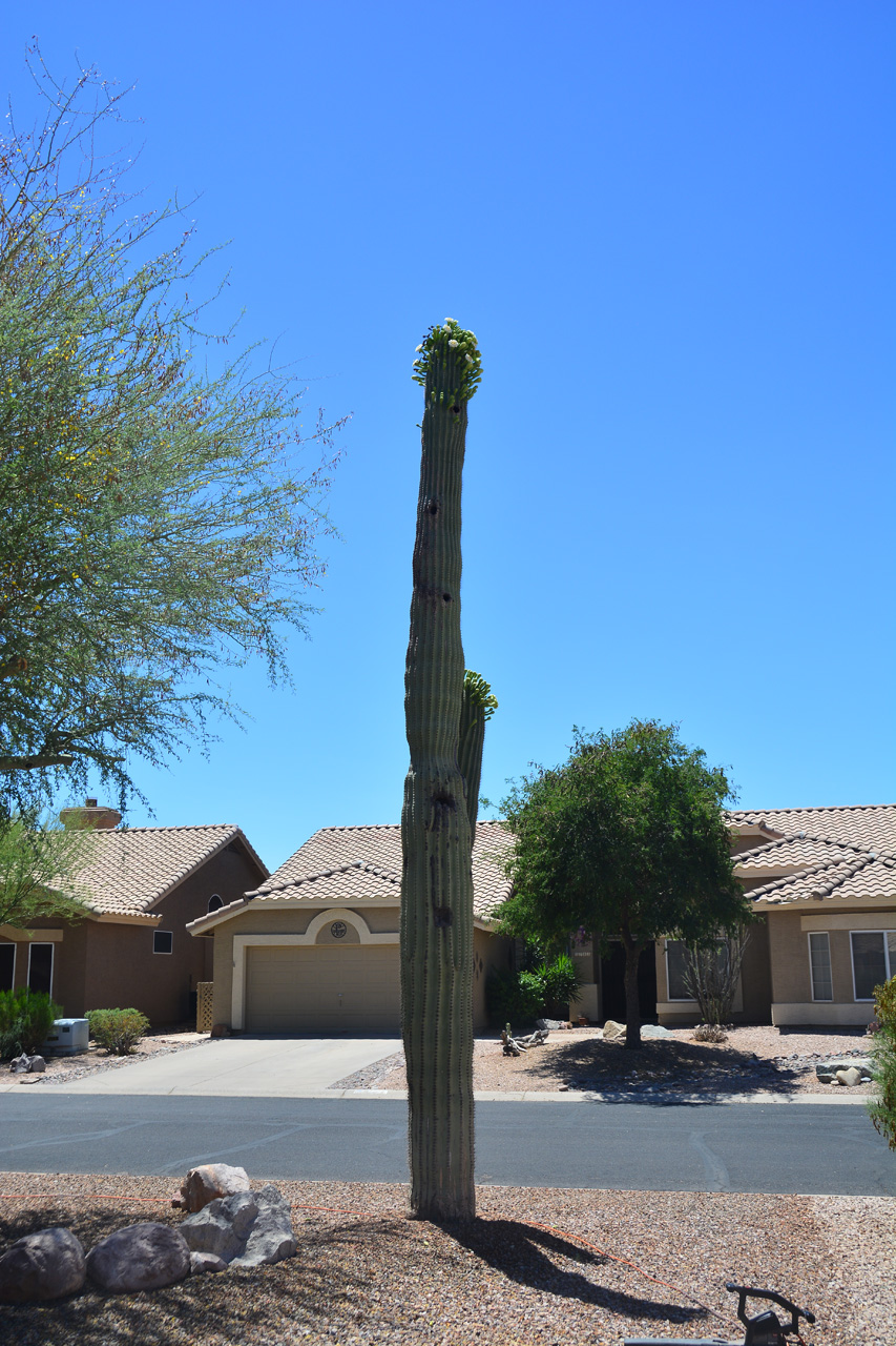 2018-05-14, 001, Flowers on our Cactus