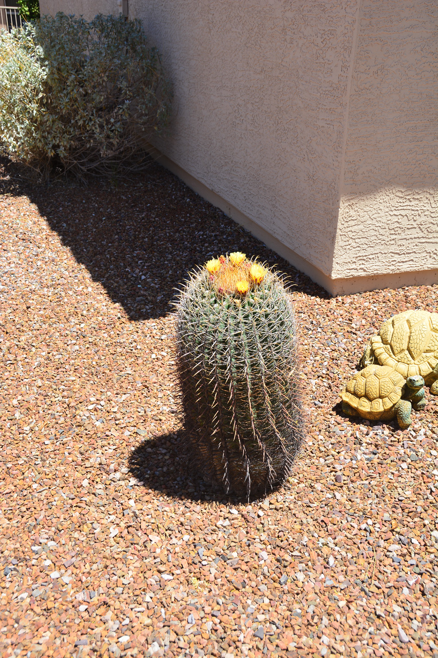 2018-05-14, 002, Flowers on our Cactus