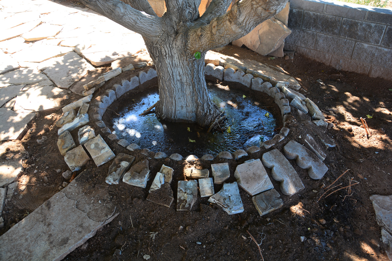 Water Wells Around Tree b