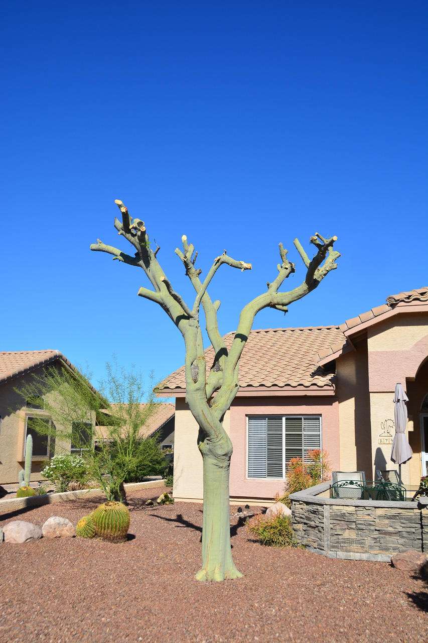 2021-11-26, 01, Tree in front of House