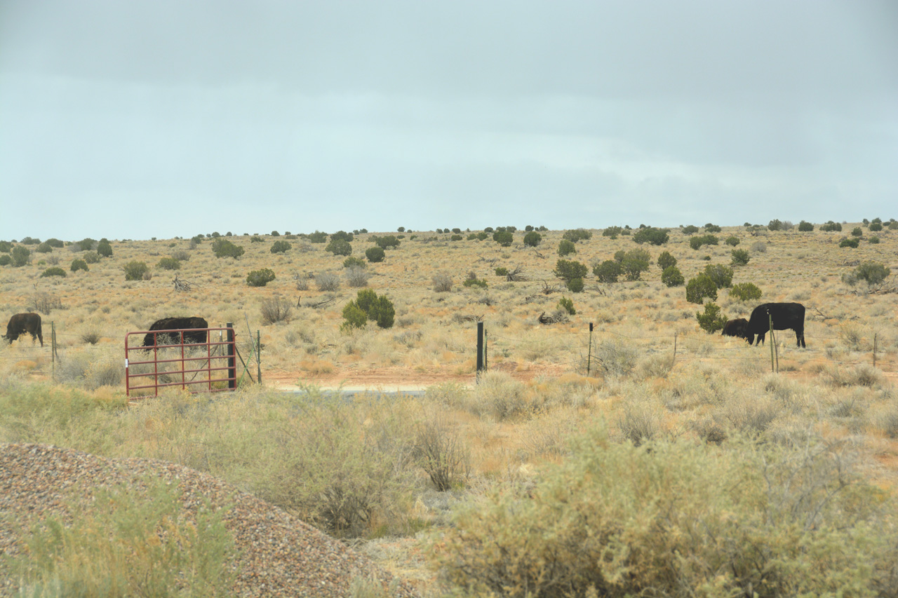 2021-04-27, 02, Cattle at South Gate