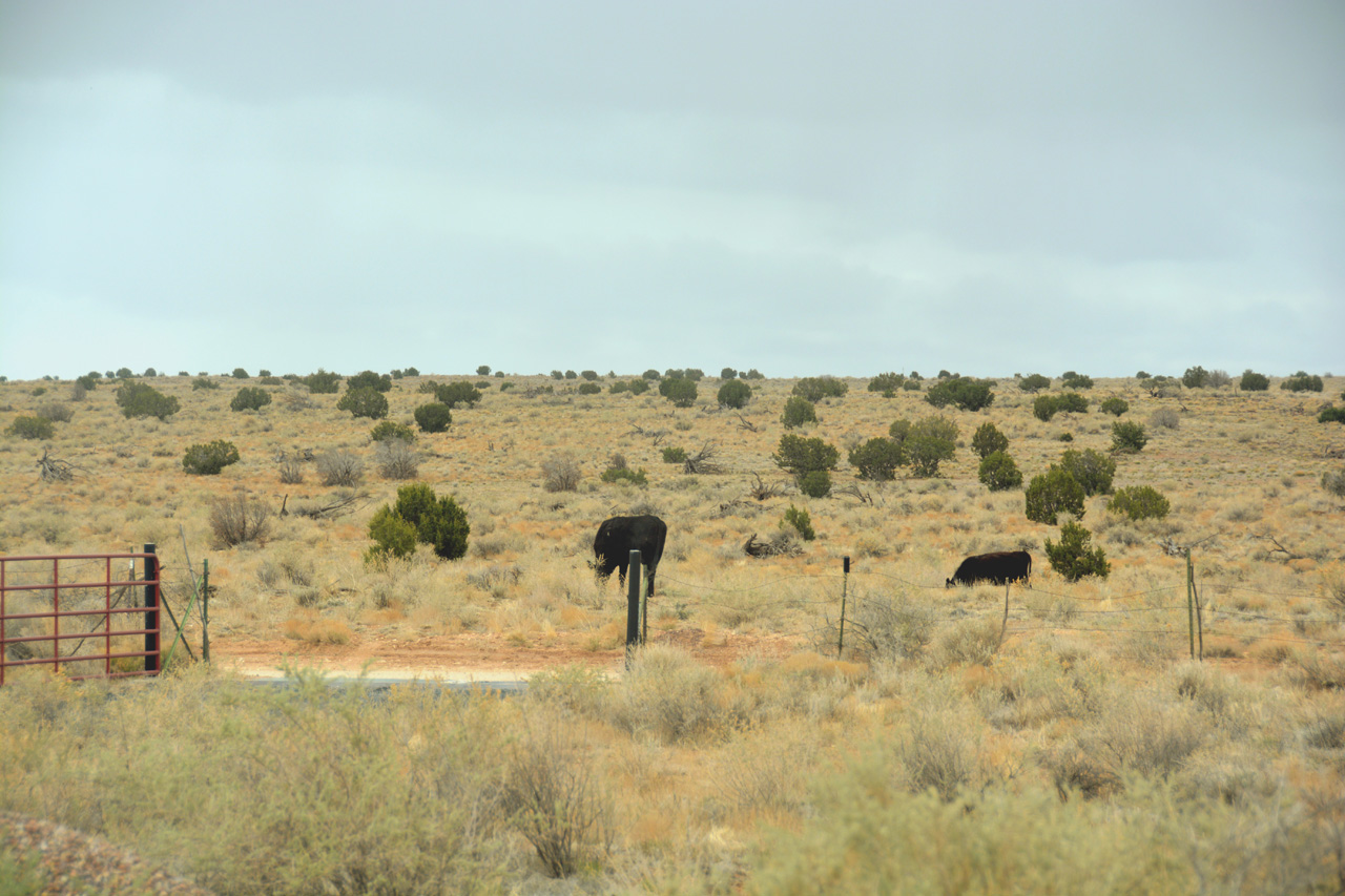 2021-04-27, 04, Cattle at South Gate