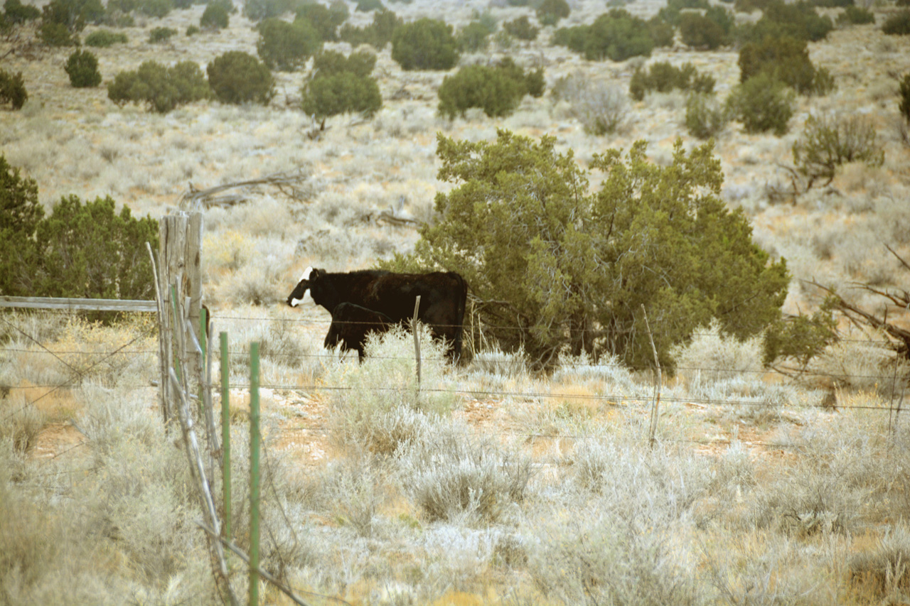 2021-04-27, 06, Cattle at South Gate