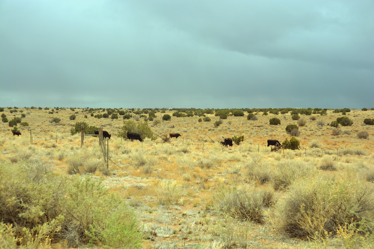 2021-04-27, 07, Cattle at South Gate