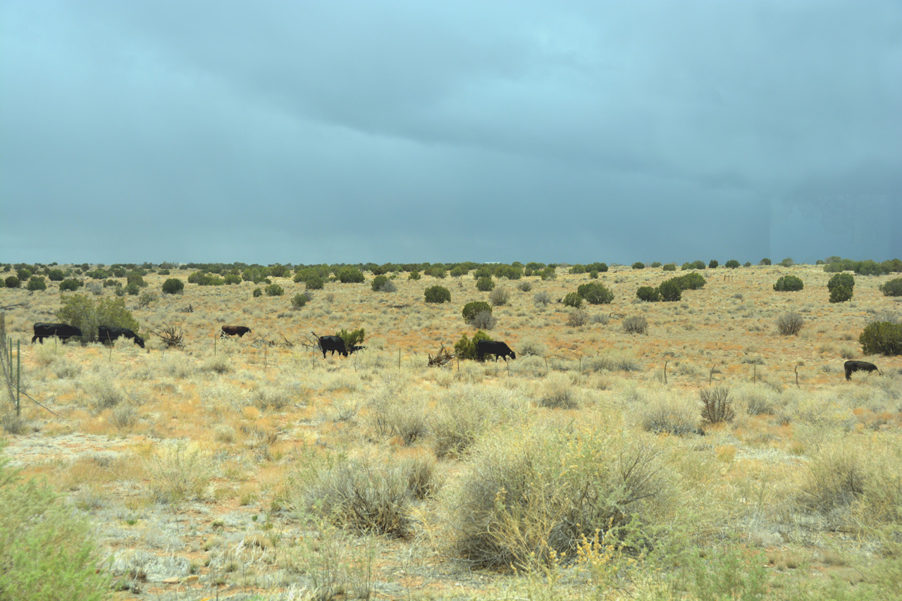 2021-04-27, 08, Cattle at South Gate