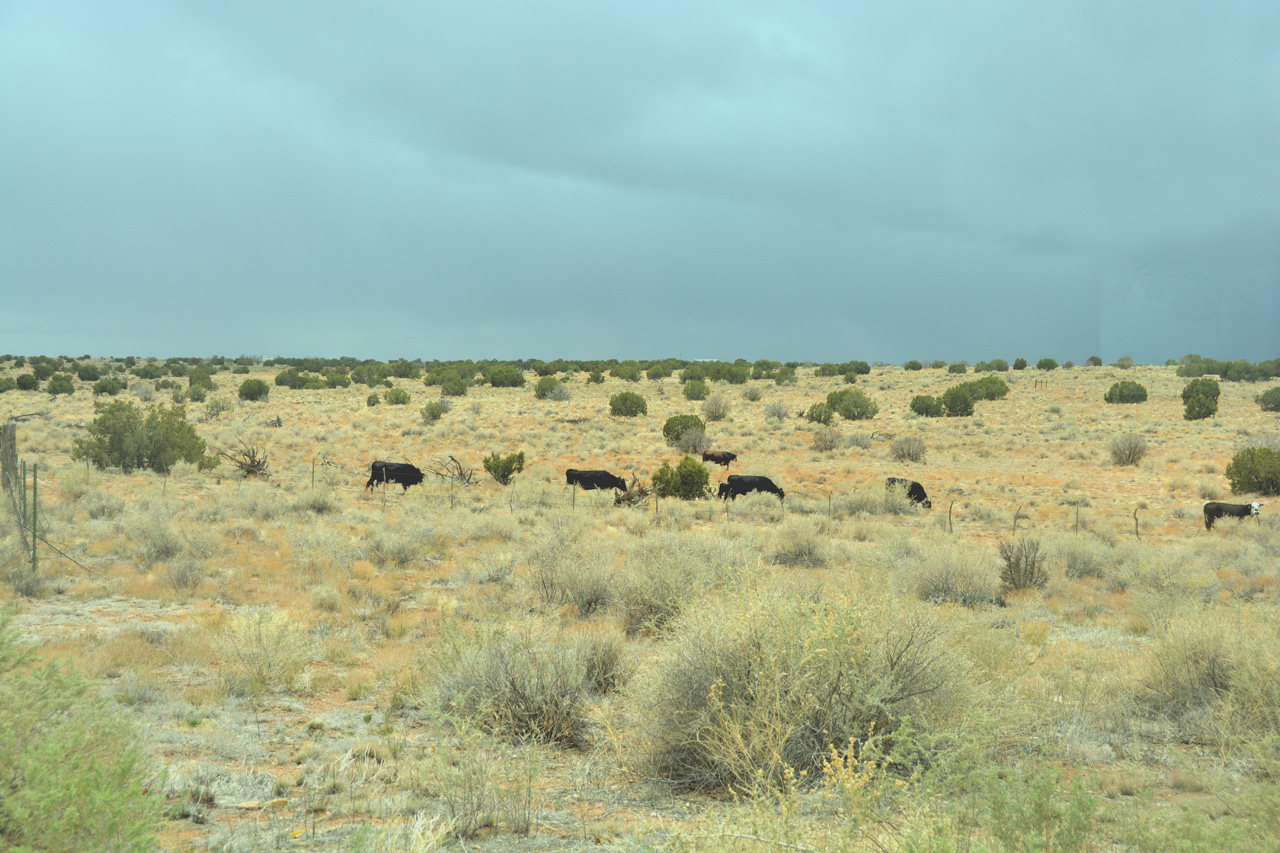 2021-04-27, 09, Cattle at South Gate