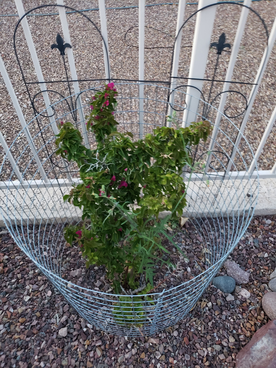 2022-04-02, 002, Bougainvillea