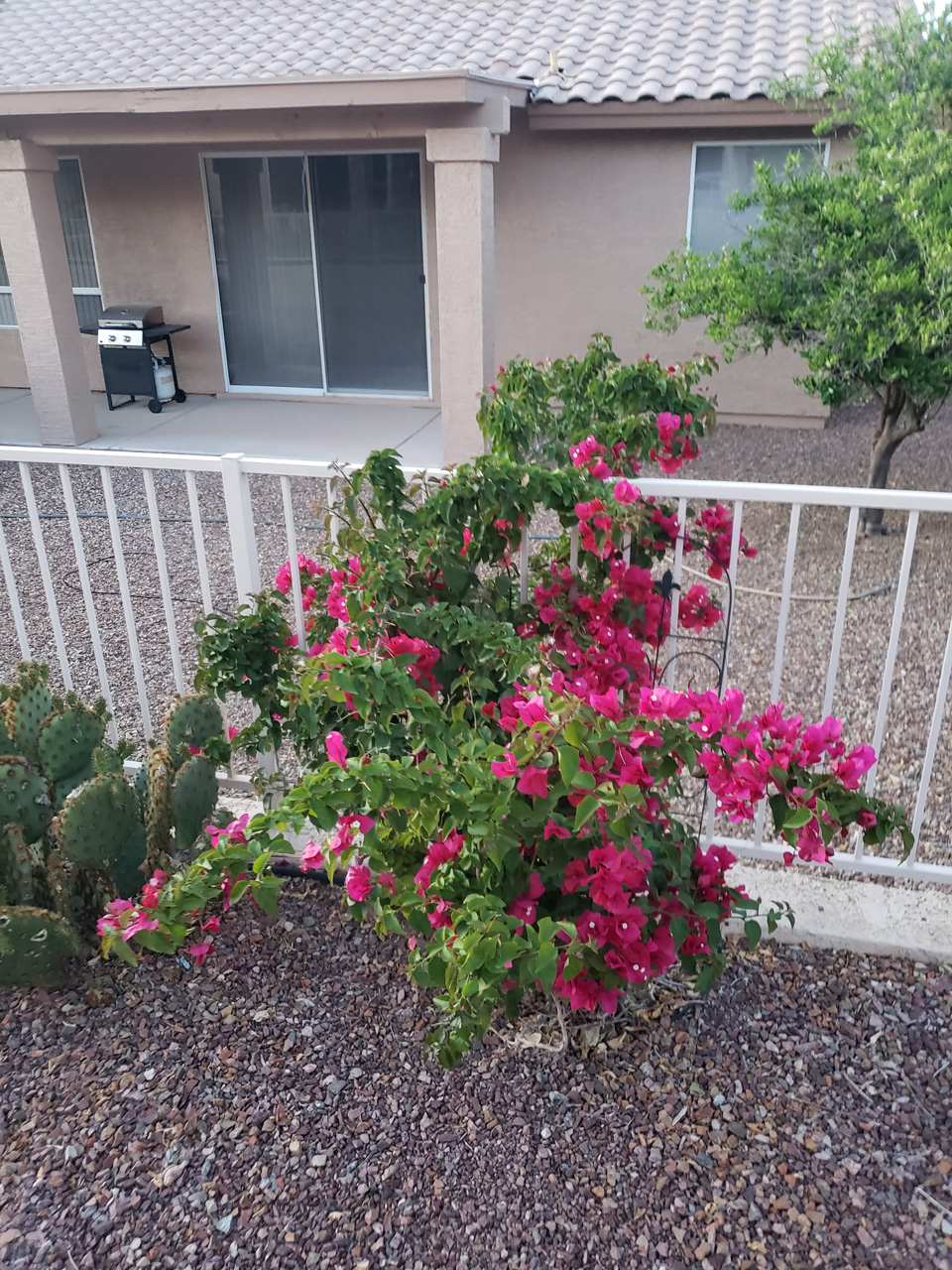 2022-04-02, 003, Bougainvillea