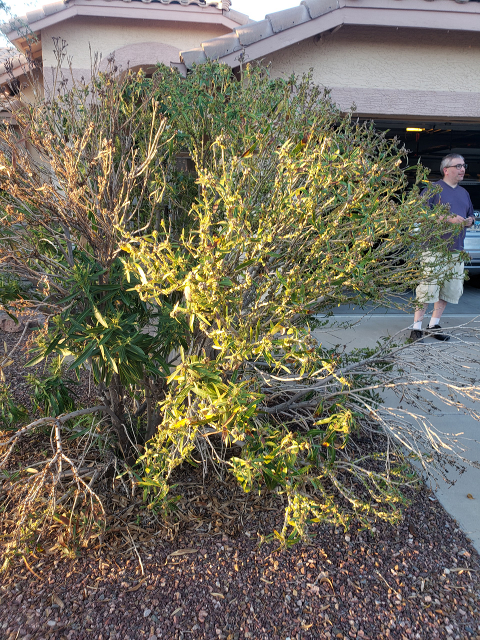 2022-09-15, 001, Dry Summer Oleander