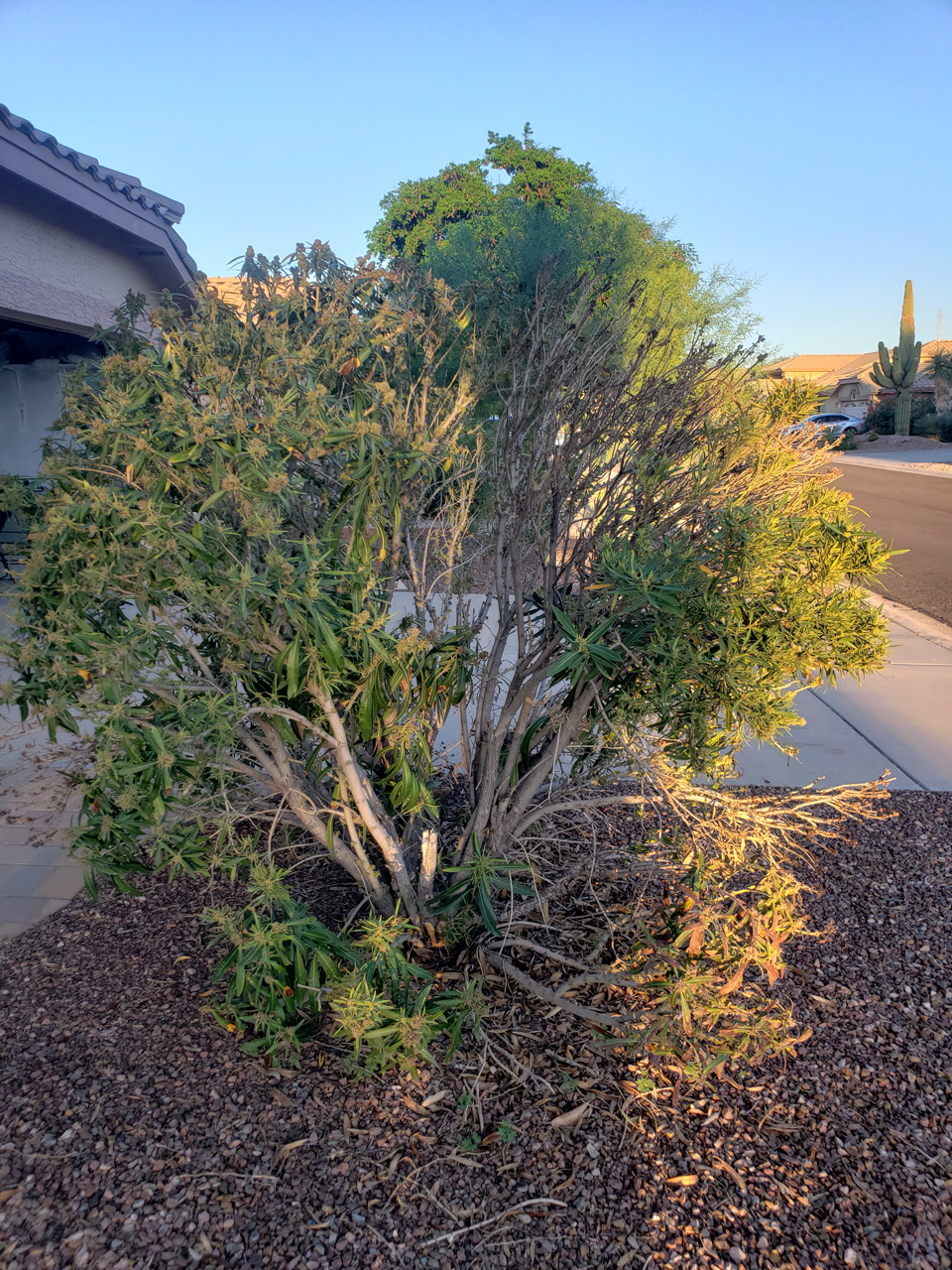 2022-09-15, 002, Dry Summer Oleander