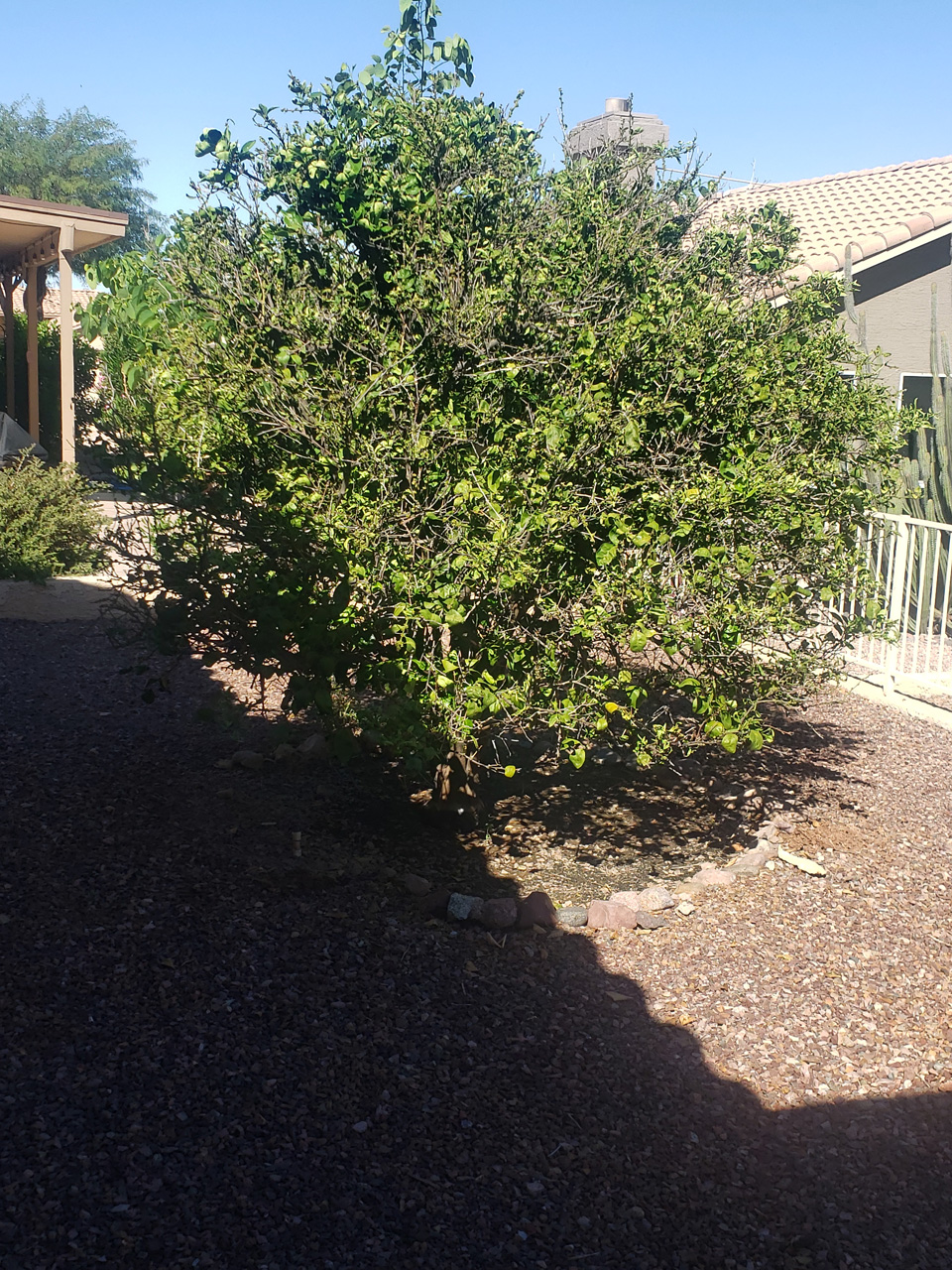 2022-09-17, 003, Orange Tree