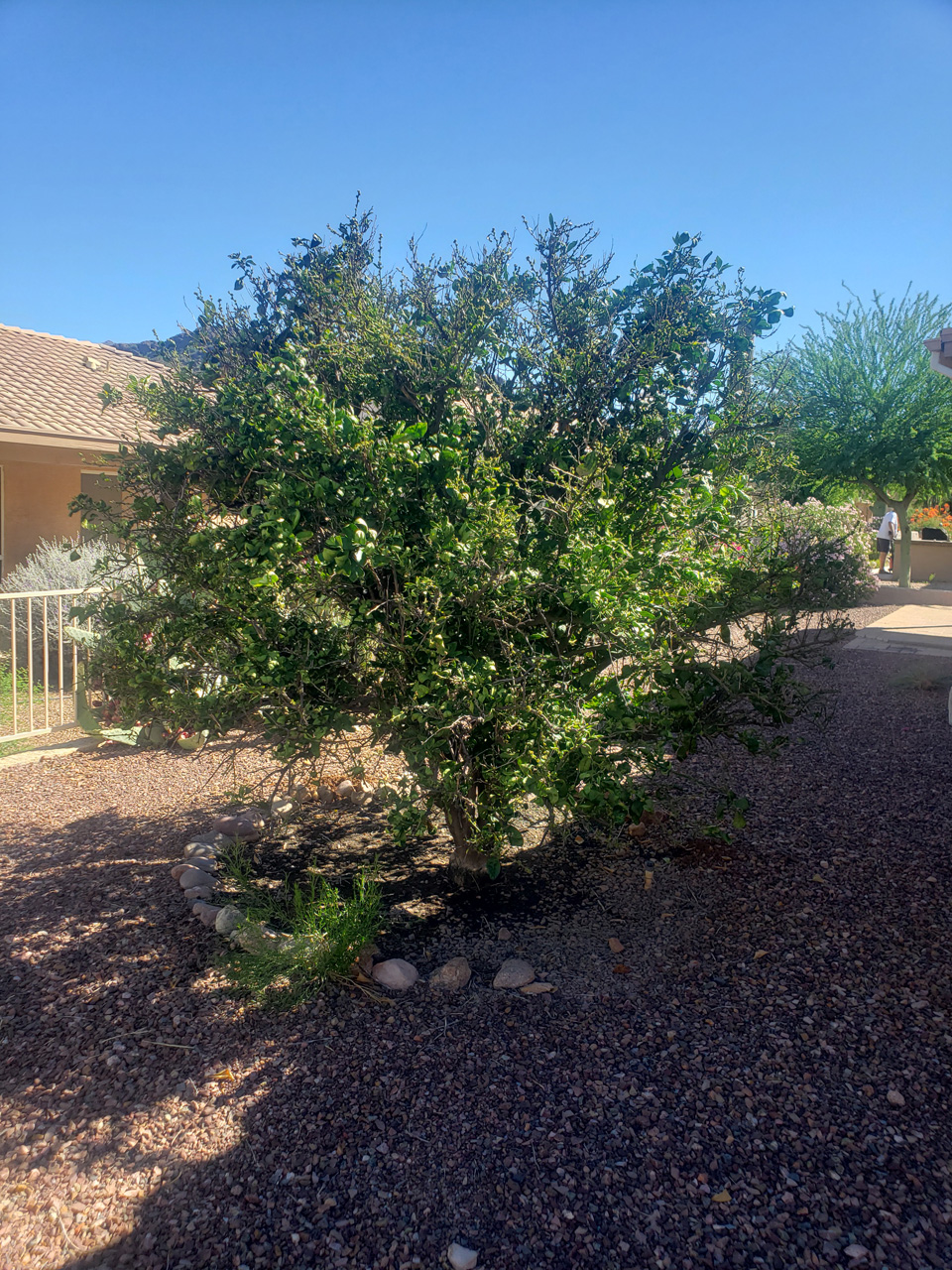 2022-09-17, 004, Orange Tree