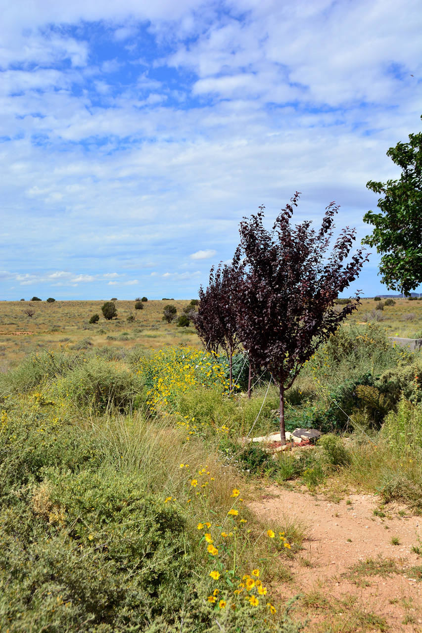 2022-09-20, 01, Plum Trees