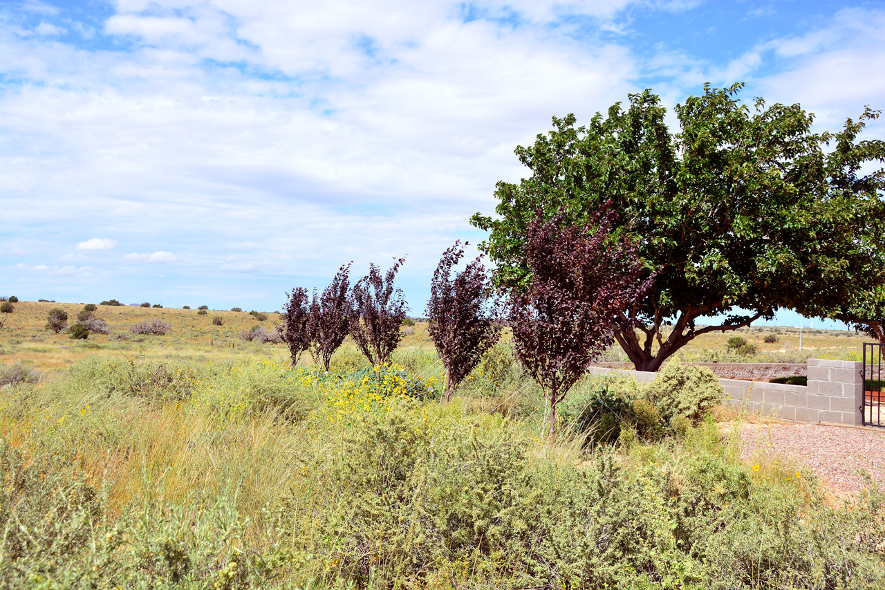 2022-09-20, 02, Plum Trees