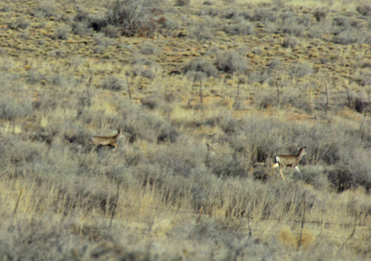 2022-04-07, 02, Deer in back Yard