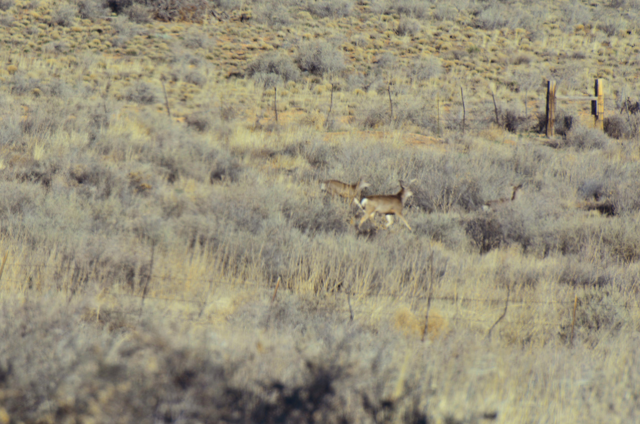 2022-04-07, 04, Deer in back Yard